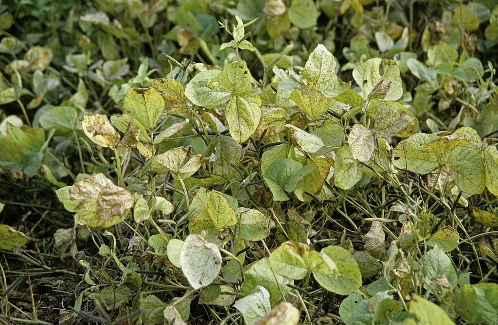 Black-Eyed Peas, Cowpea